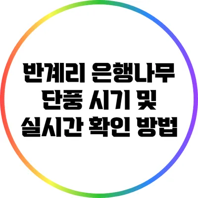 반계리 은행나무 단풍 시기 및 실시간 확인 방법